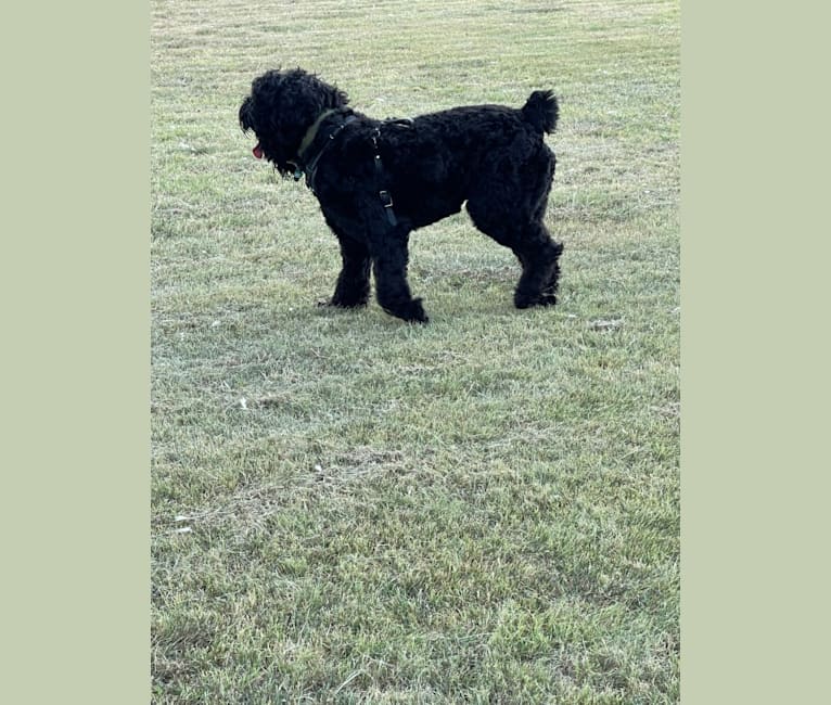 Midnightsolo Liam Blanton, a Black Russian Terrier tested with EmbarkVet.com