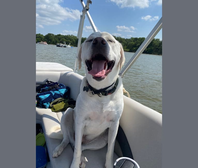 Kronk, a Great Pyrenees and American Pit Bull Terrier mix tested with EmbarkVet.com