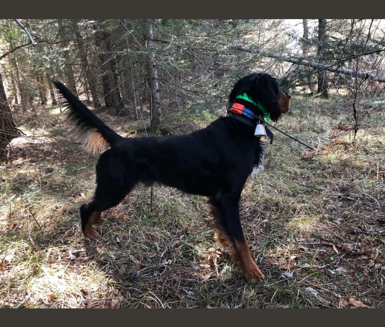 Bogie, a Gordon Setter tested with EmbarkVet.com