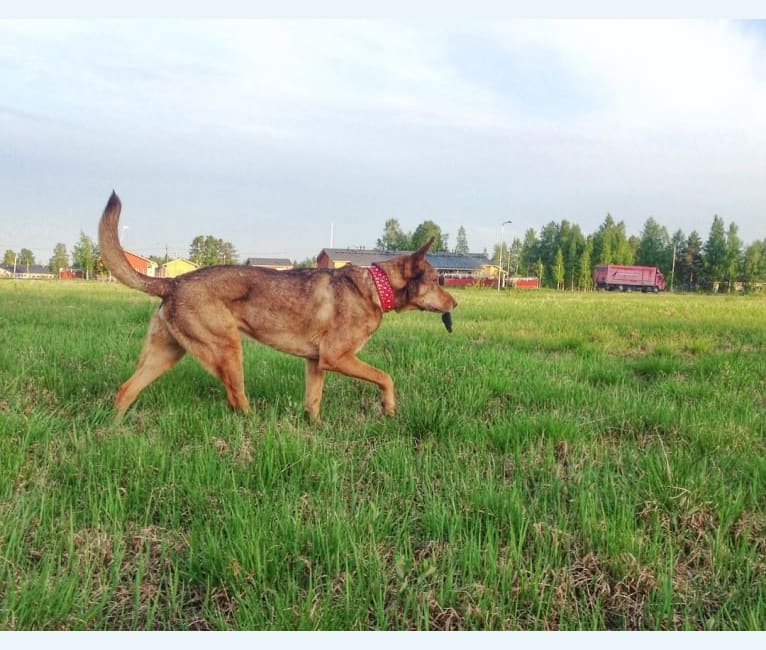 Bono, a German Shepherd Dog and West Siberian Laika mix tested with EmbarkVet.com