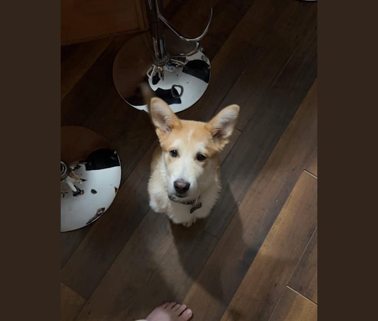 Frank, an Australian Cattle Dog and German Shepherd Dog mix tested with EmbarkVet.com
