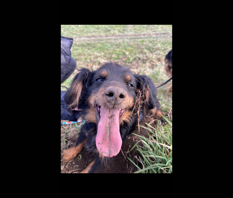 Franco, a Dachshund and Russell-type Terrier mix tested with EmbarkVet.com