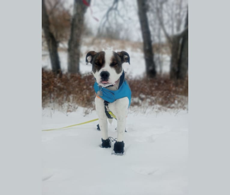 Stella, an American Pit Bull Terrier and German Shepherd Dog mix tested with EmbarkVet.com