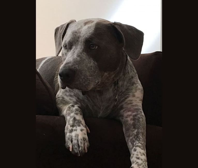 Sawyer, a Staffordshire Terrier and Australian Cattle Dog mix tested with EmbarkVet.com