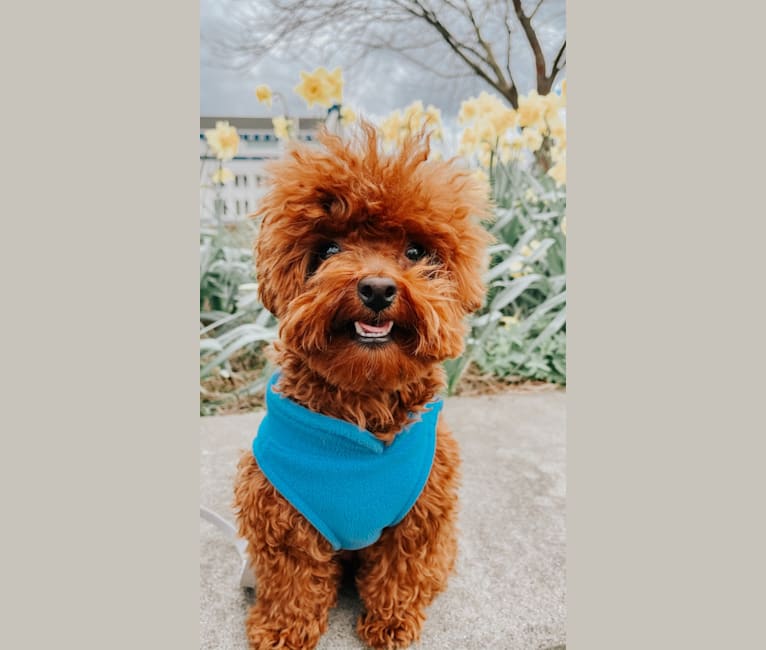 Photo of Truffle, a Poodle (Small)  in South Korea