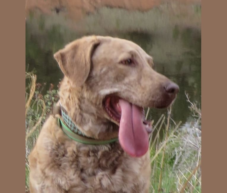 Hazel, a Chesapeake Bay Retriever tested with EmbarkVet.com