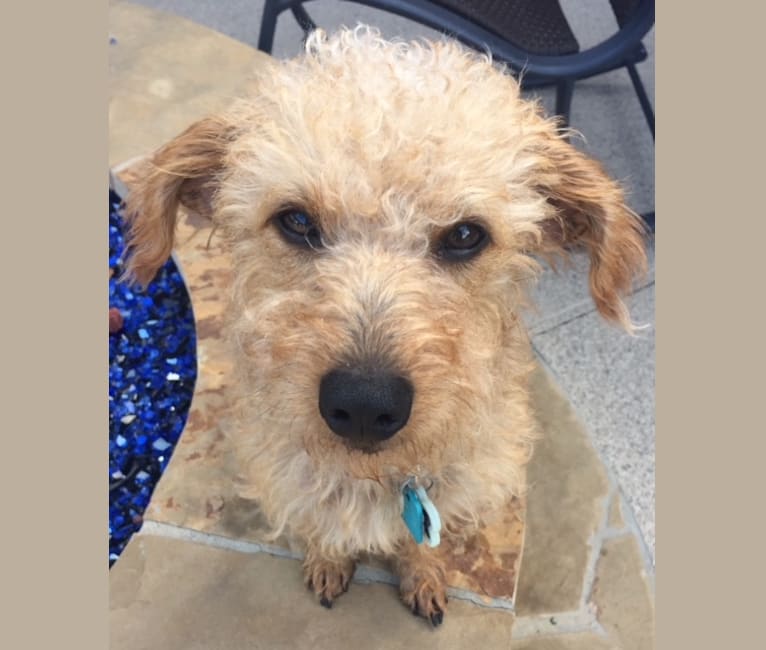Dog dna test chewy 2025