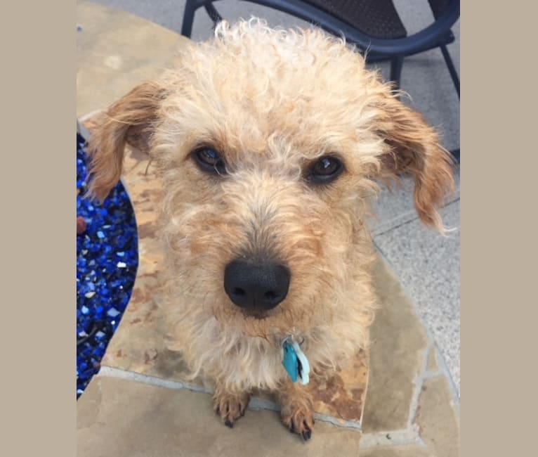 Chewy, a Dachshund and Poodle (Small) mix tested with EmbarkVet.com