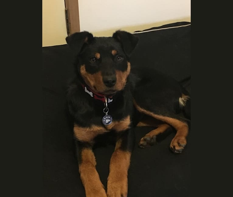 Voss, a Rottweiler and Australian Kelpie mix tested with EmbarkVet.com