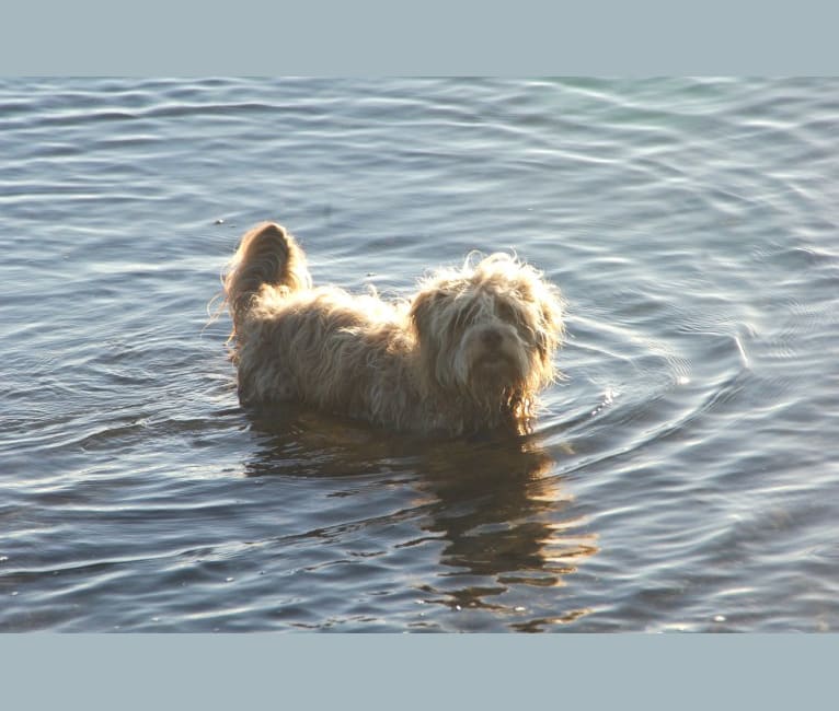 Buster, an American Village Dog and Poodle (Small) mix tested with EmbarkVet.com