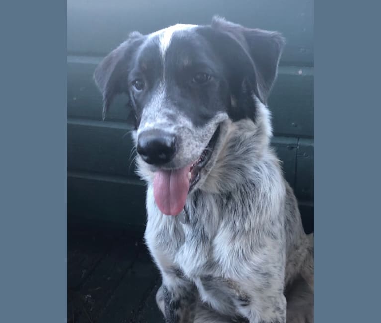 Ridge, a Border Collie and Australian Cattle Dog mix tested with EmbarkVet.com