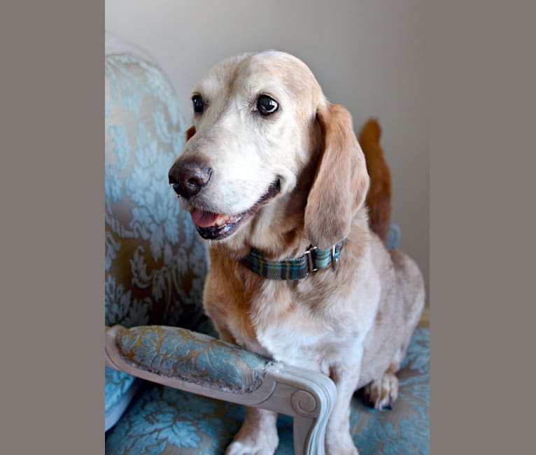 Ernie, a Basset Hound and Golden Retriever mix tested with EmbarkVet.com