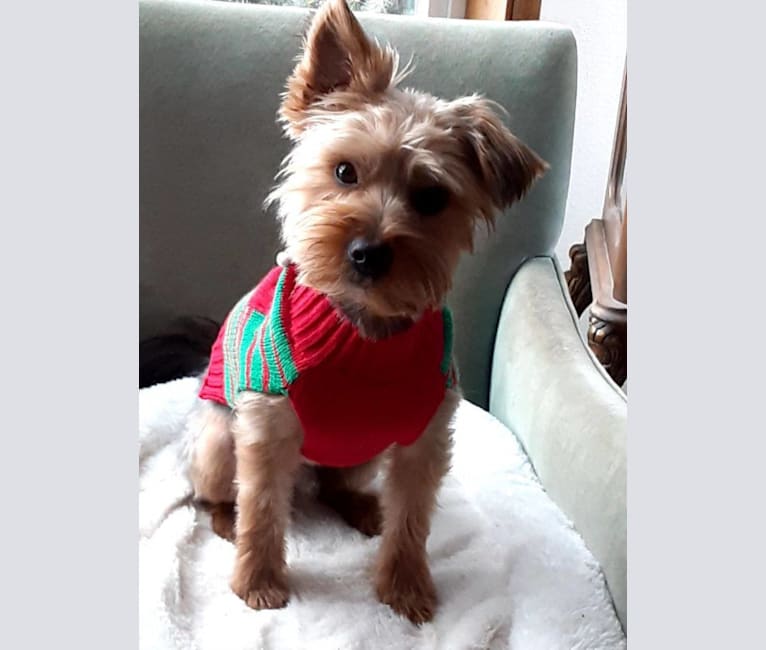 Chauncey, a Yorkshire Terrier tested with EmbarkVet.com