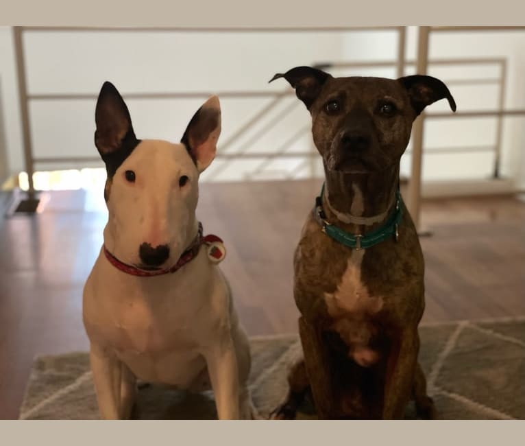 French Fry, a Bull Terrier tested with EmbarkVet.com