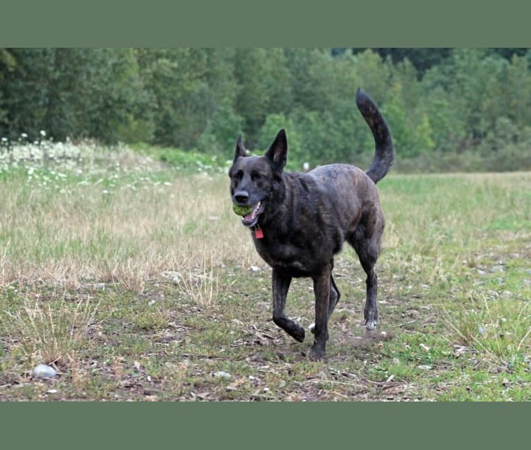 Harley Quinn, a German Shepherd Dog and Labrador Retriever mix tested with EmbarkVet.com