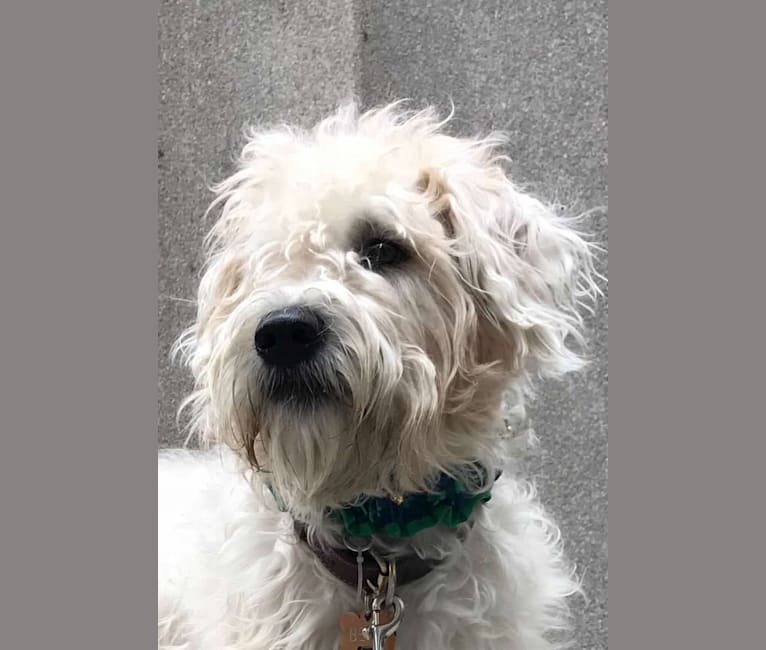 Wheaten terrier clearance bichon mix
