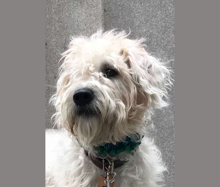 Benji Borden, a Soft Coated Wheaten Terrier tested with EmbarkVet.com