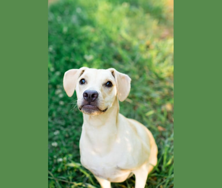 Honey, an American Pit Bull Terrier and Basset Hound mix tested with EmbarkVet.com