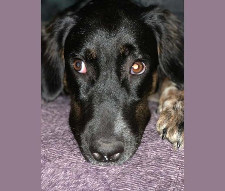 Gracie, an Australian Cattle Dog and Catahoula Leopard Dog mix tested with EmbarkVet.com