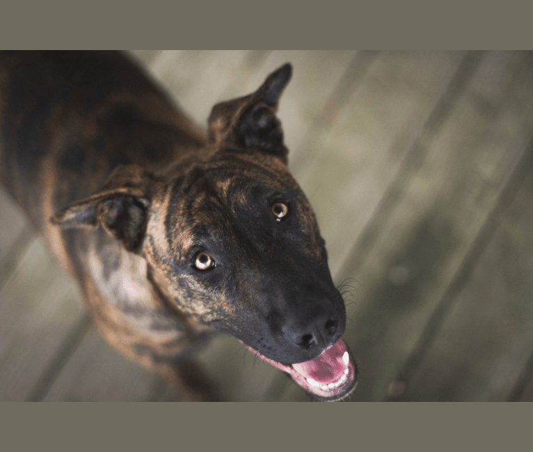 German shepherd new arrivals pitbull mix brindle