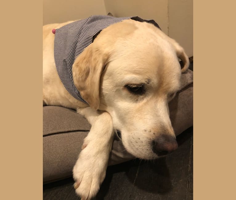 Bean Kotick, a Labrador Retriever tested with EmbarkVet.com