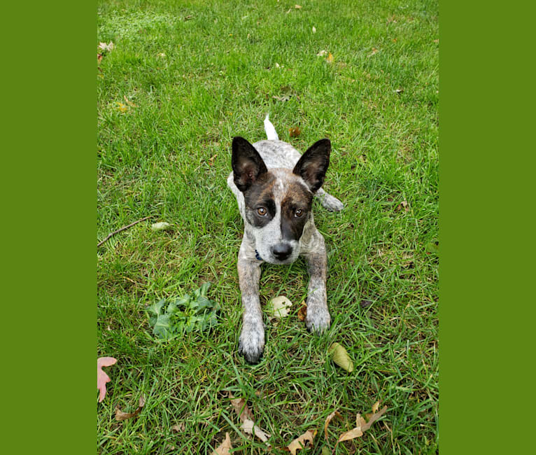 Blue heeler bull terrier cheap mix