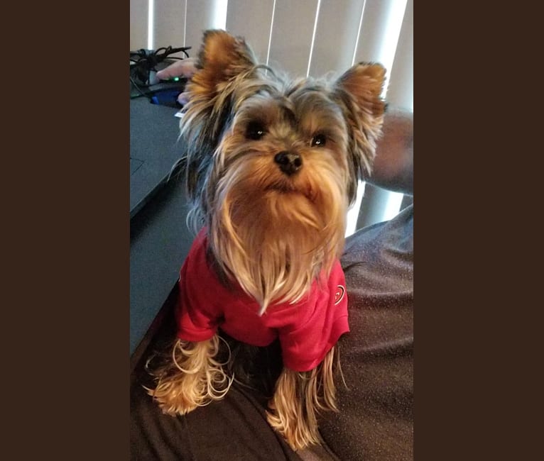 Deebo, a Yorkshire Terrier tested with EmbarkVet.com