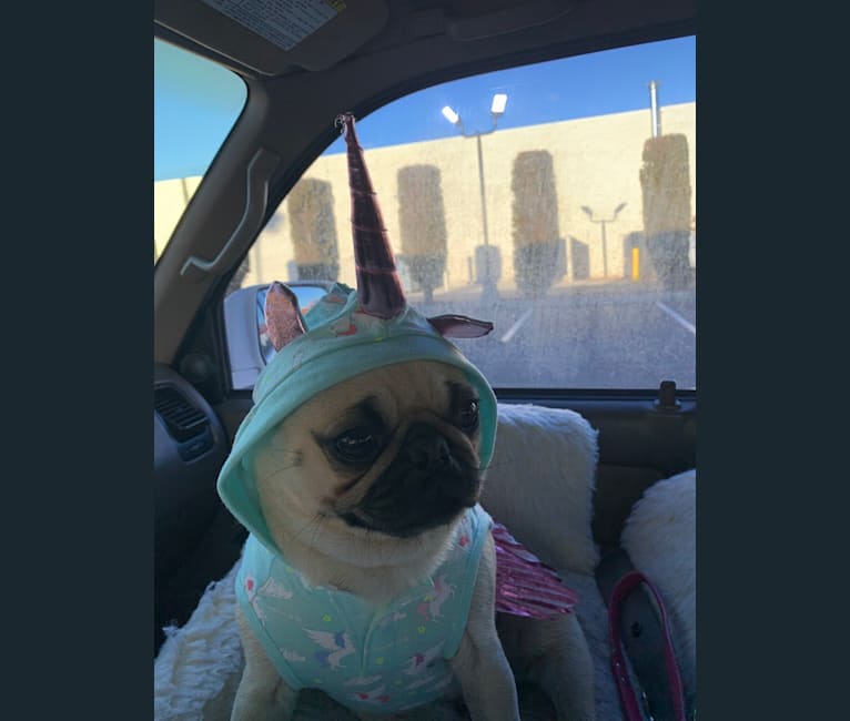 Photo of Penny Lane, a Pug  in Las Vegas, Nevada, USA