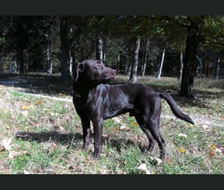 Photo of Jimmy, a Labrador Retriever mix in Hermann, Missouri, USA