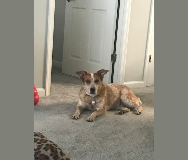 Bird, an Australian Cattle Dog and Labrador Retriever mix tested with EmbarkVet.com