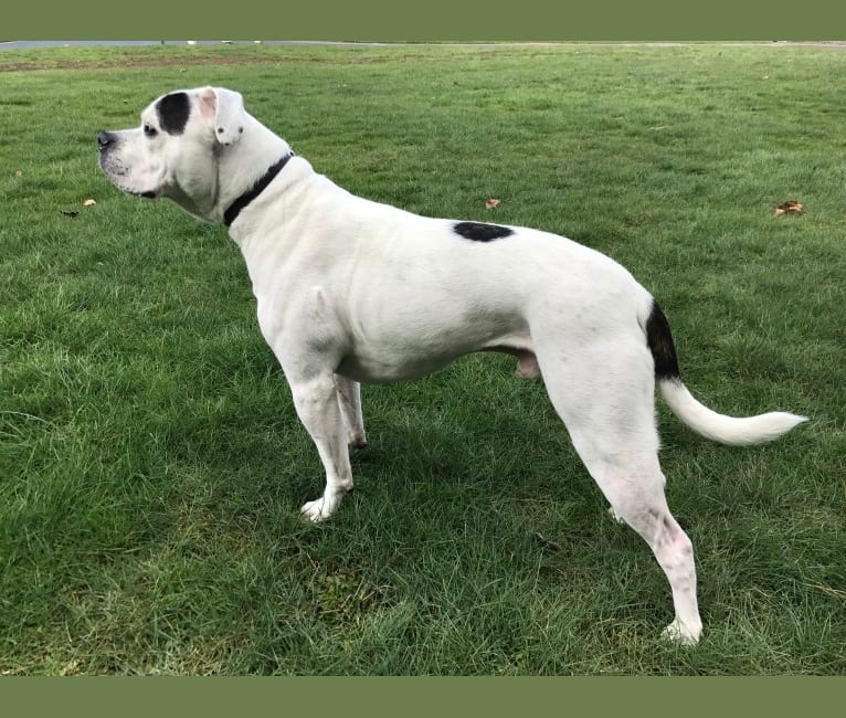 Dogo Argentino Bullmastiff Mix Online