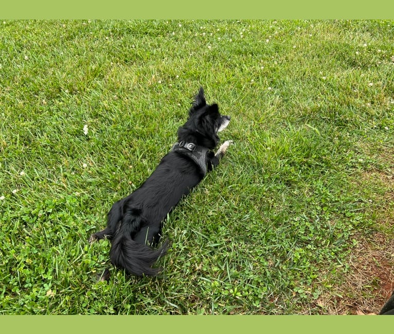 Tanner, a Chihuahua and Pomeranian mix tested with EmbarkVet.com