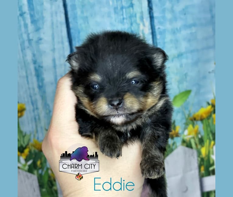 Eddie, a Pomeranian tested with EmbarkVet.com