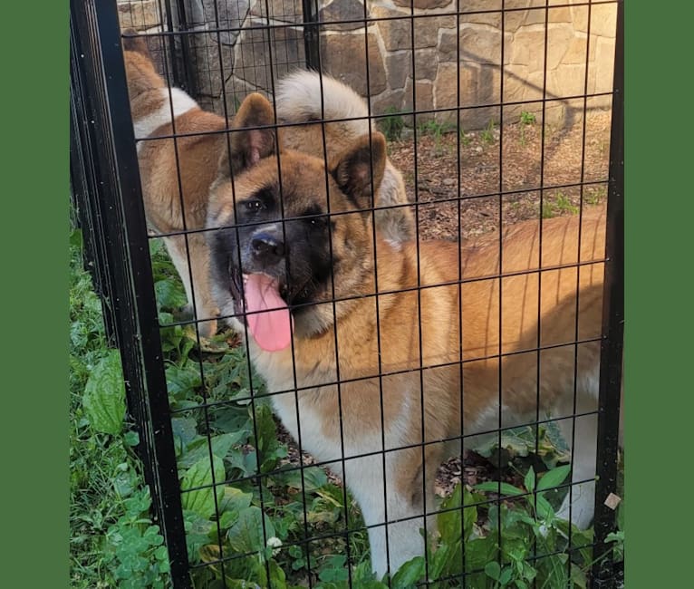 Geena, an Akita tested with EmbarkVet.com