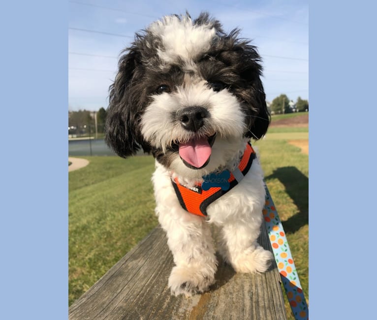 Jackson, a Zuchon tested with EmbarkVet.com