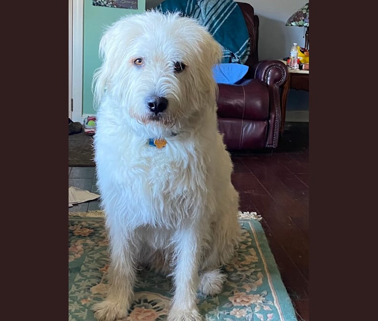 Pyrenees komondor store
