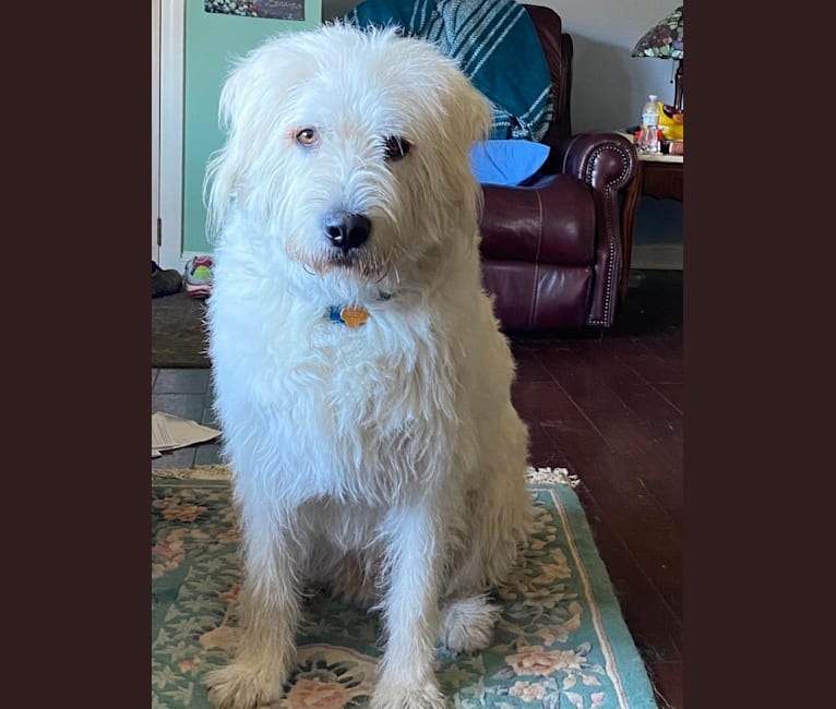 Phinehas, a Great Pyrenees and Komondor mix tested with EmbarkVet.com