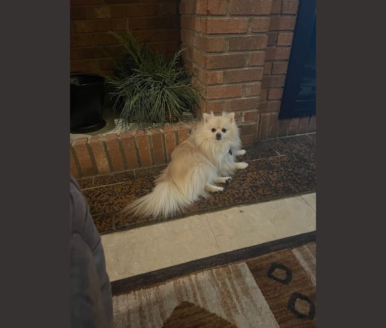 Photo of Koda, a Pomeranian  in Loranger, LA, USA