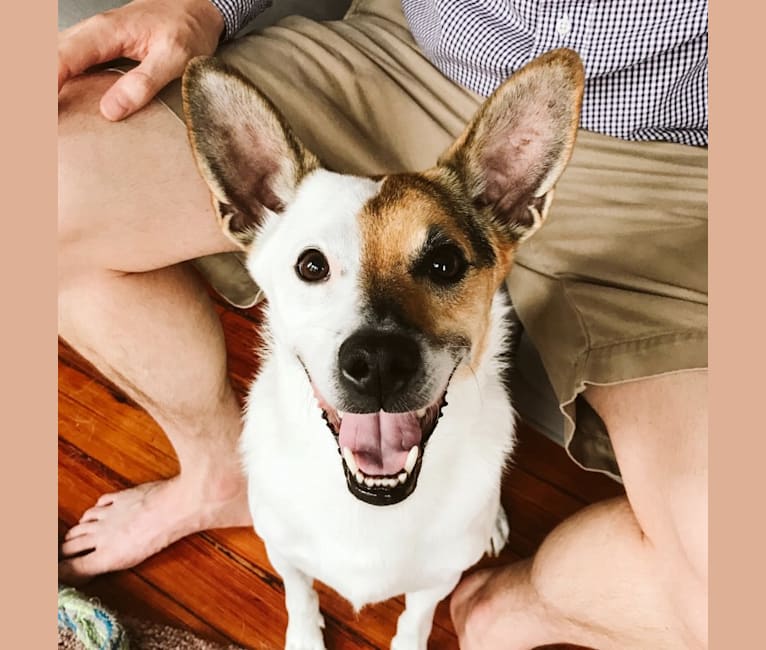 Rengar, a Norwegian Elkhound and Beagle mix tested with EmbarkVet.com