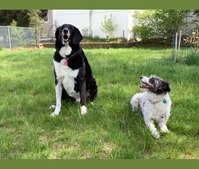 Tobey, a Basset Hound and Australian Shepherd mix tested with EmbarkVet.com