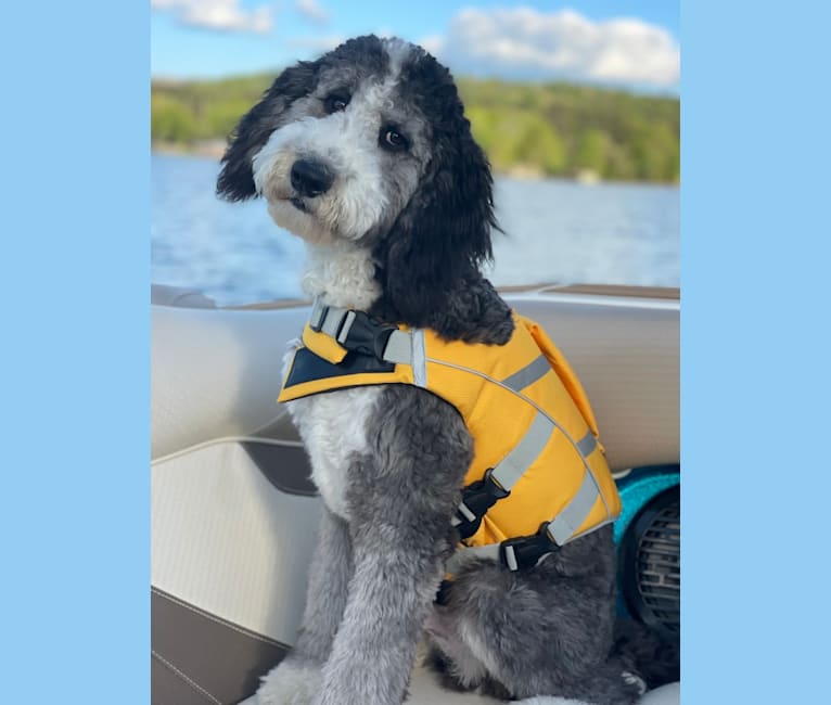 Murphy, a Sheepadoodle tested with EmbarkVet.com