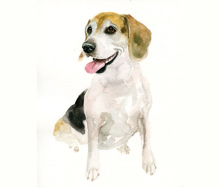 Edward, a Beagle and Russell-type Terrier mix tested with EmbarkVet.com