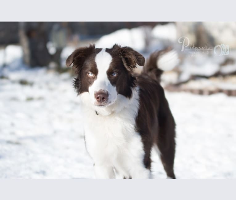 Photo of Something Special Lady Sunshine, an Australian Shepherd Group  in Germany