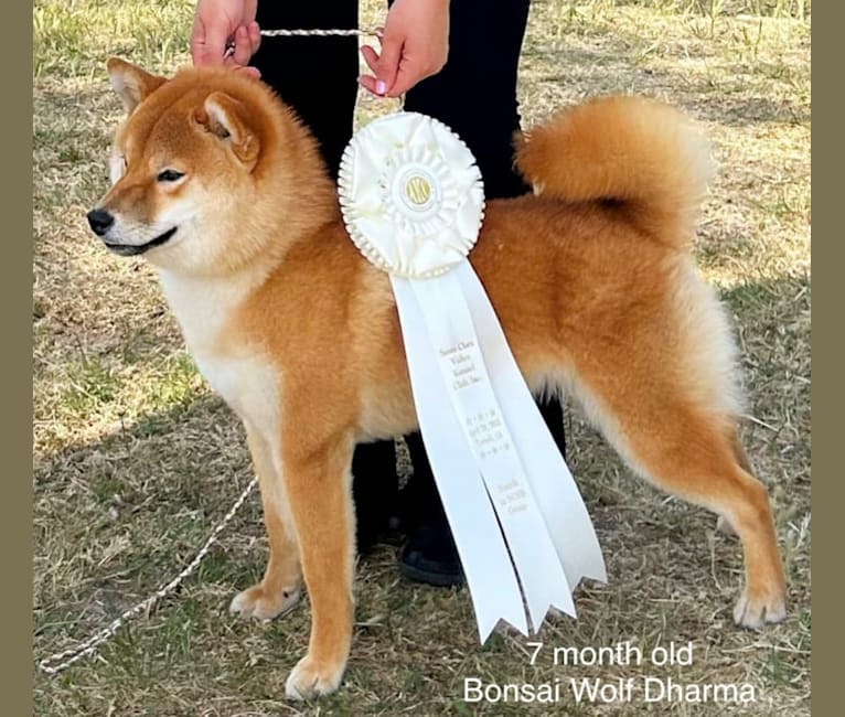 Dharma, a Shiba Inu tested with EmbarkVet.com