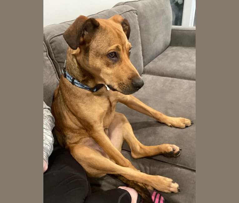 Walker, an American Pit Bull Terrier and Rottweiler mix tested with EmbarkVet.com