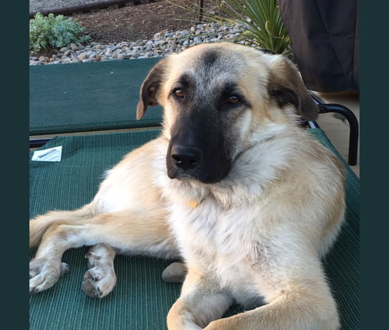 Great pyrenees and german shepherd mix store