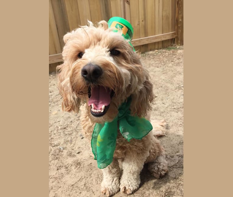 Zak, a Poodle (Small) and Labrador Retriever mix tested with EmbarkVet.com