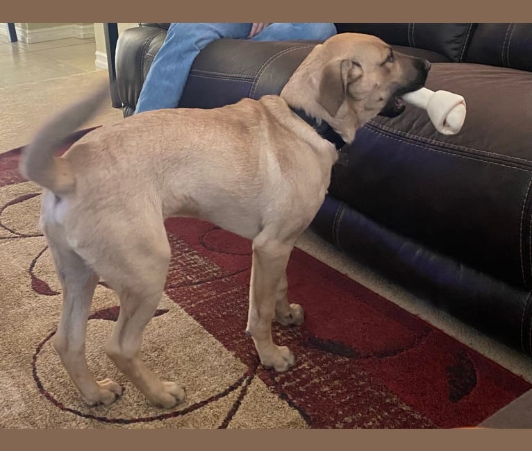 Koa, an American Pit Bull Terrier and German Shepherd Dog mix tested with EmbarkVet.com