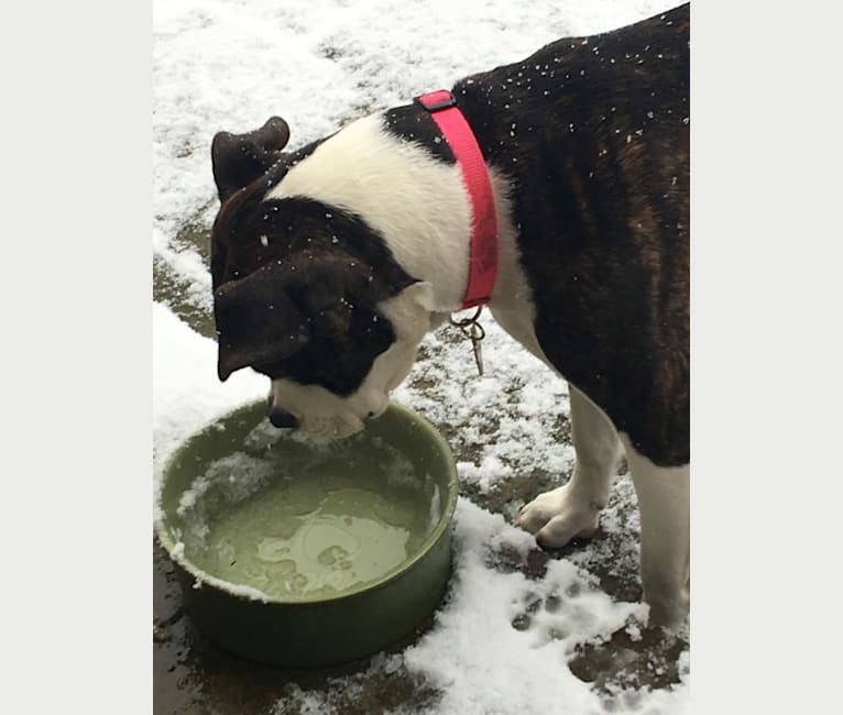 Ada, an American Staffordshire Terrier and Bulldog mix tested with EmbarkVet.com