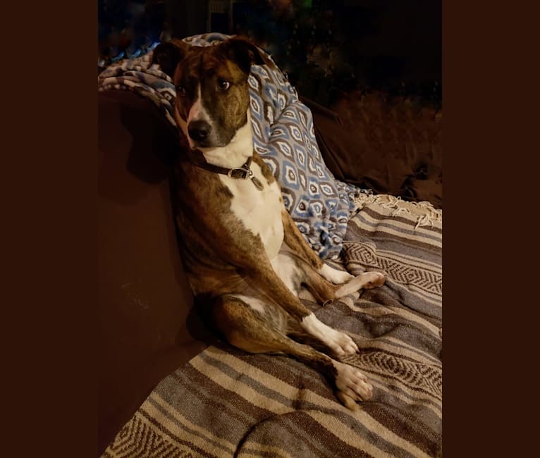 embark dog dna test breed
